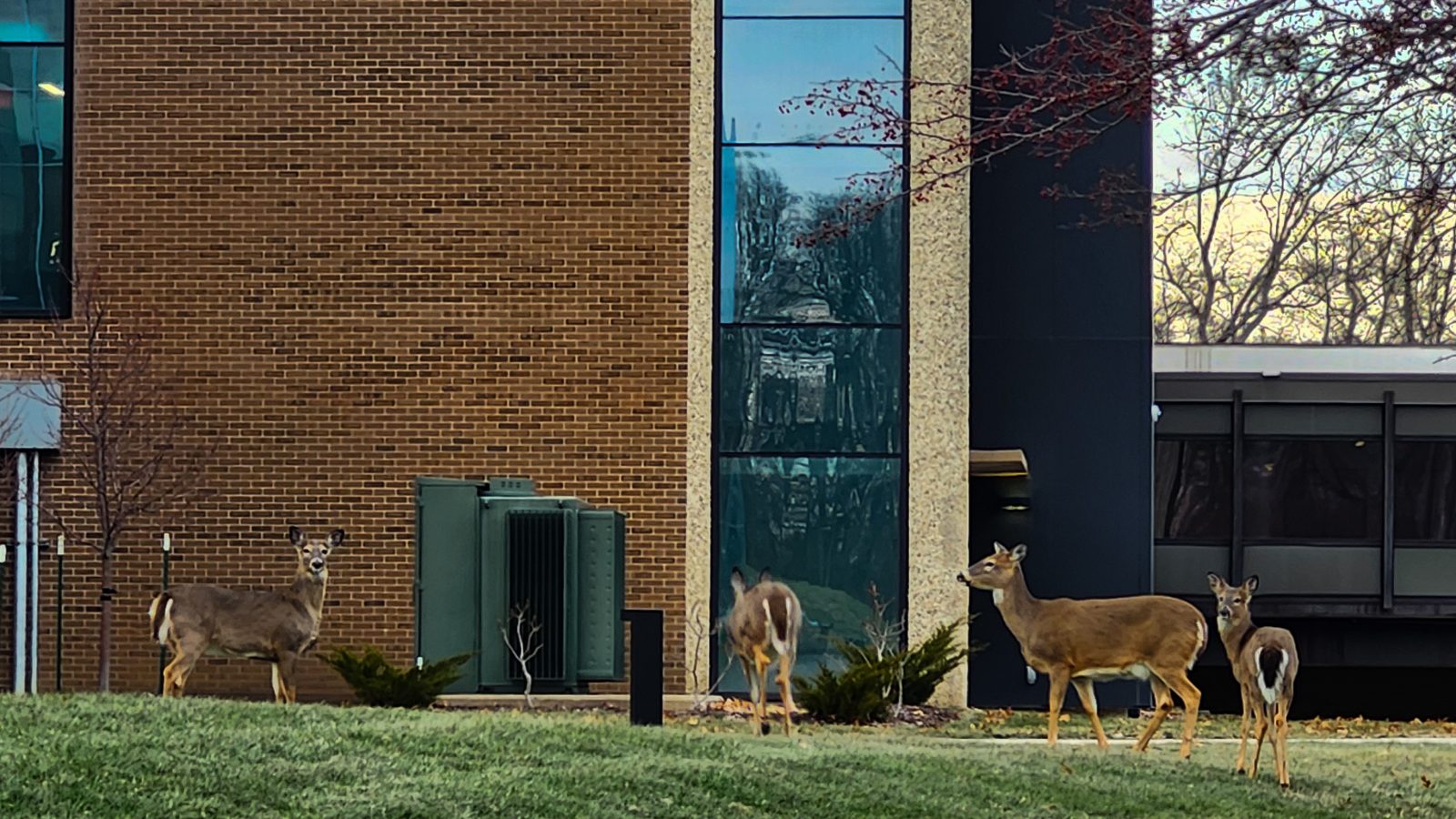Four white-tailed deer outside of black hawk college quad cities campus building 3.