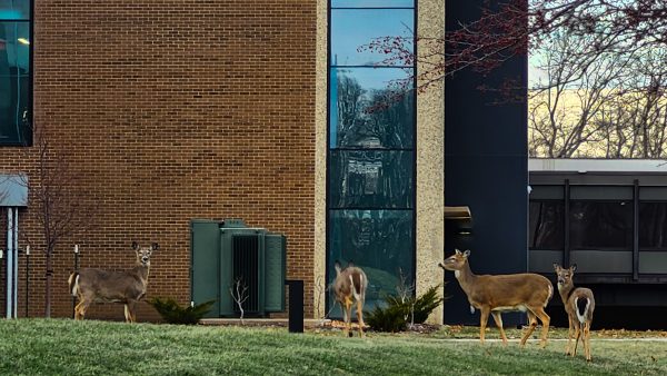 Four white-tailed deer outside of Black Hawk College Quad Cities campus building 3.