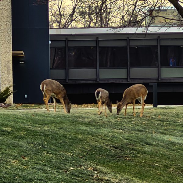 Three white-tailed deer grazing outside of black hawk college quad cities campus' building 3.