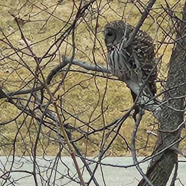 Barred owl perched outside of building 4 on black hawk college's quad cities campus.
