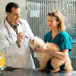 veterinary assistant holding dog
