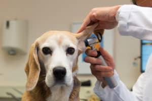 Beagle dog getting ear examined at the veterinarian