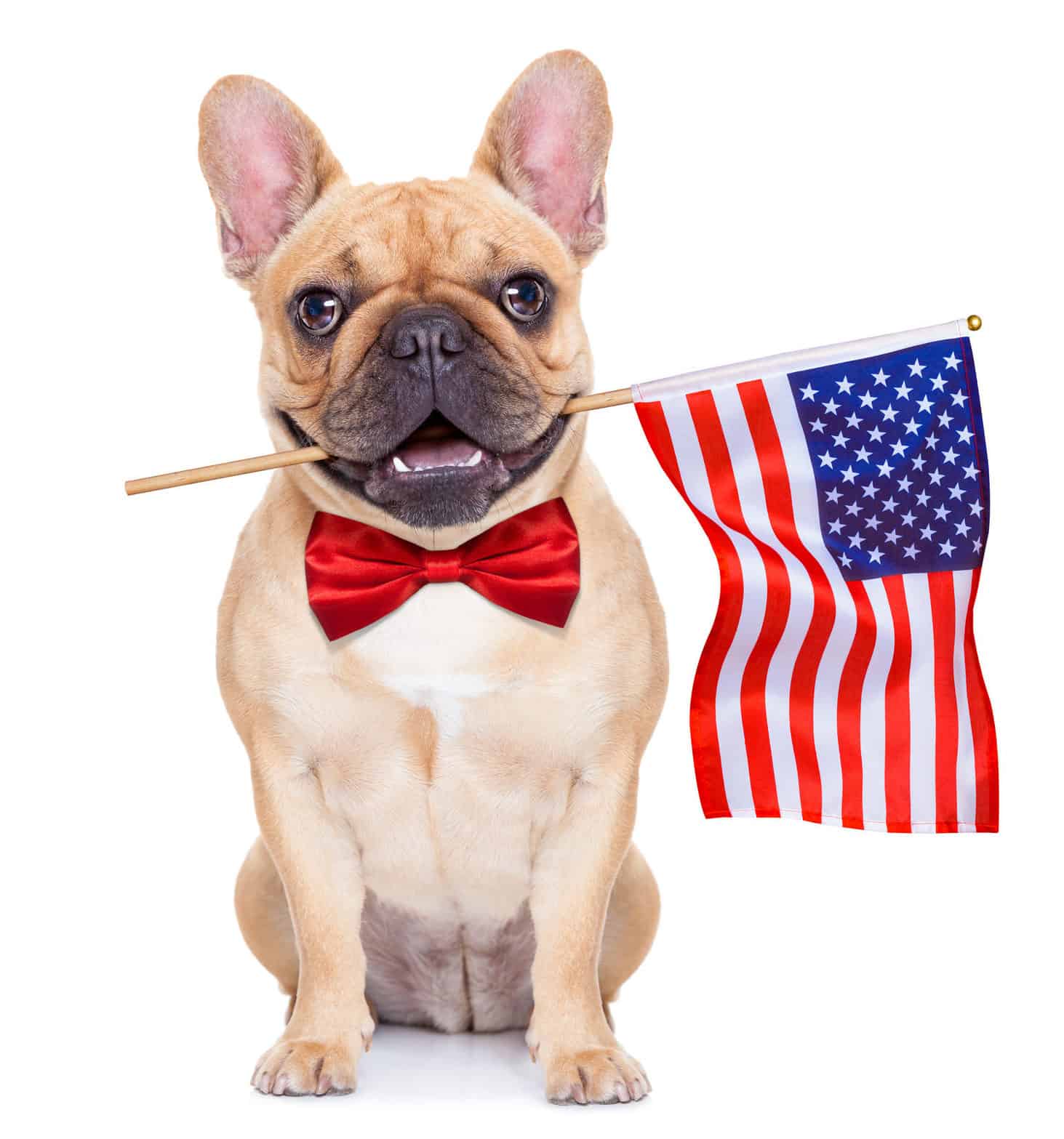French bulldog holding U.S. flag with mouth