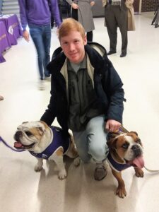 student kneeling with two English bulldogs