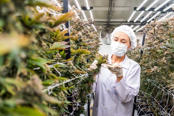 Person inspecting cannabis plants indoors.