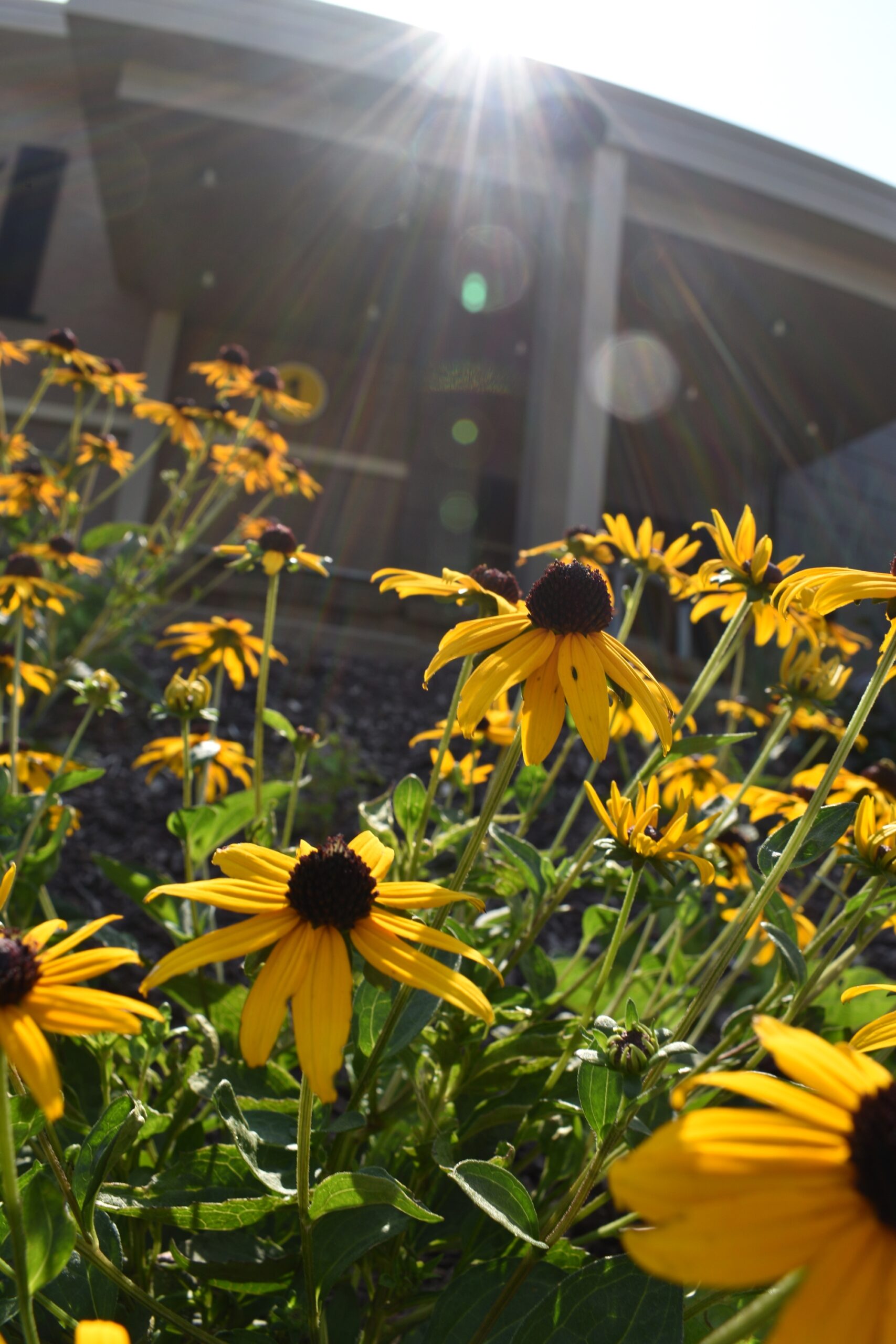 A group of yellow flowers