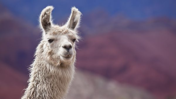 Headshot of llama looking at camera with blurred background.