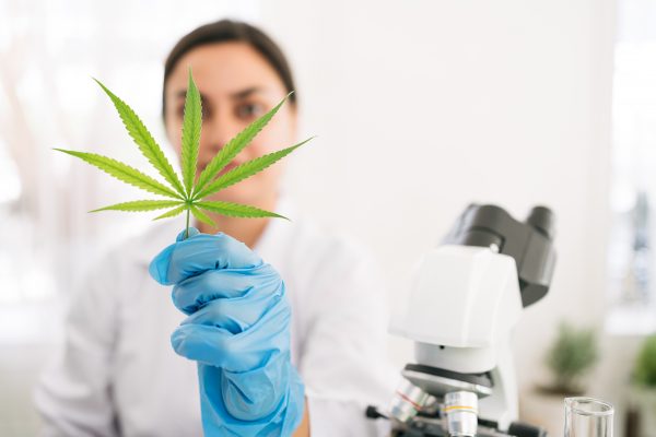 Scientist examining cannabis plant sample.