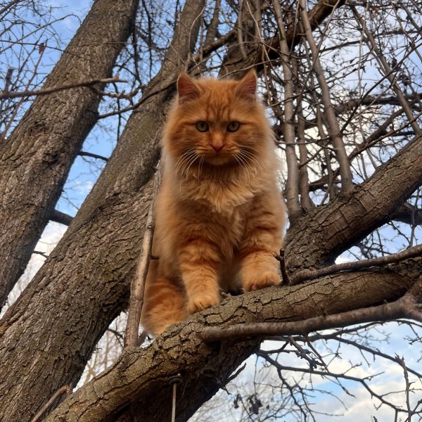 Cat looking down from branch in a tree.