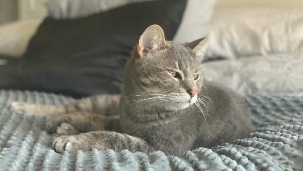 Cat on a blanket with pillows in background.