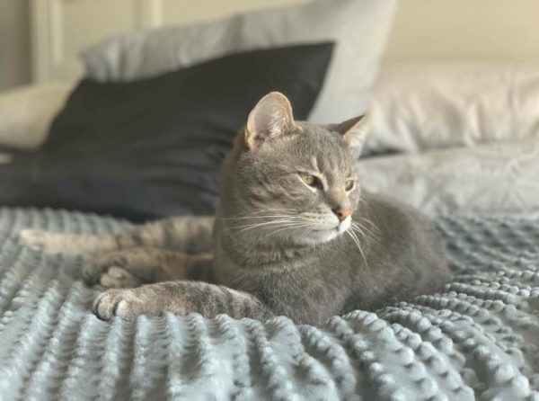 Cat on a blanket with pillows in background.