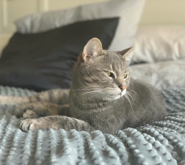 Cat on a blanket with pillows in background.