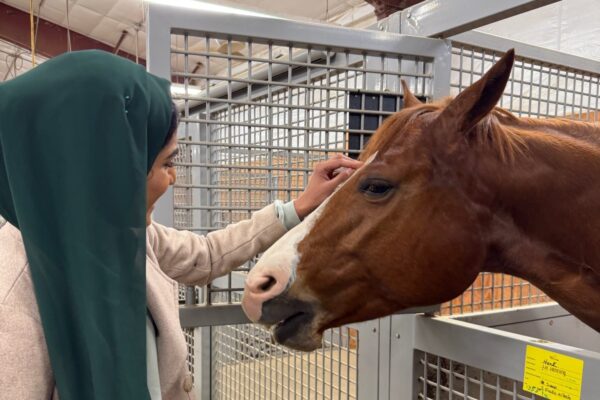 Closeup shot of woman petting a horse.