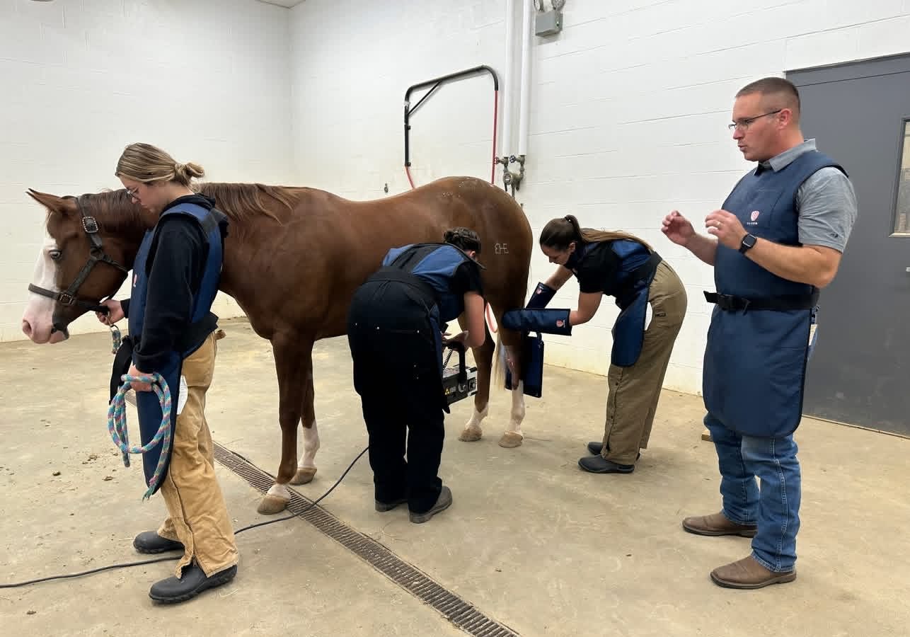 Turning passion into practice: a vet tech success story Veterinary students working with horse