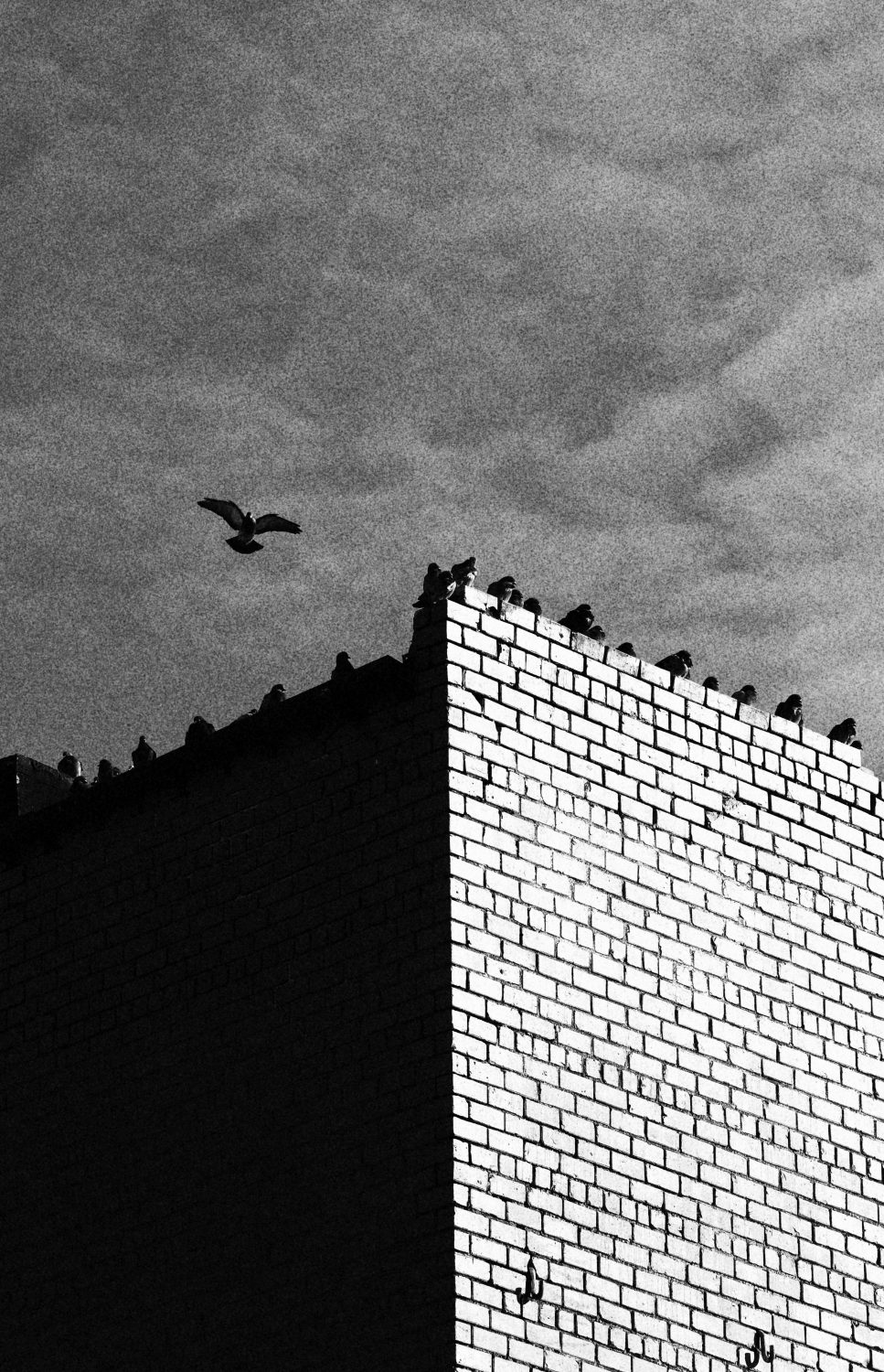 Art student prepares for uiuc transfer, career in media Birds perched on a brick building.