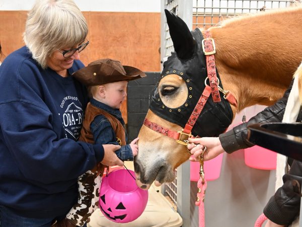 Trick-or-treat trail Child dressed in cowboy outfit for halloween being held up to pet a horse.