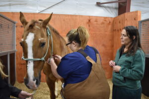 A person in a blue shirt and brown apron touching a horse
