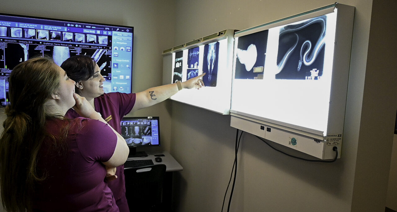 A person pointing at x-ray images