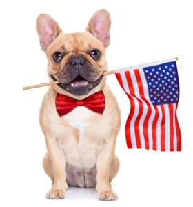 French bulldog holding u. S. Flag with mouth