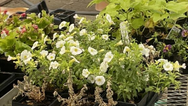 Flats of flowering plants.