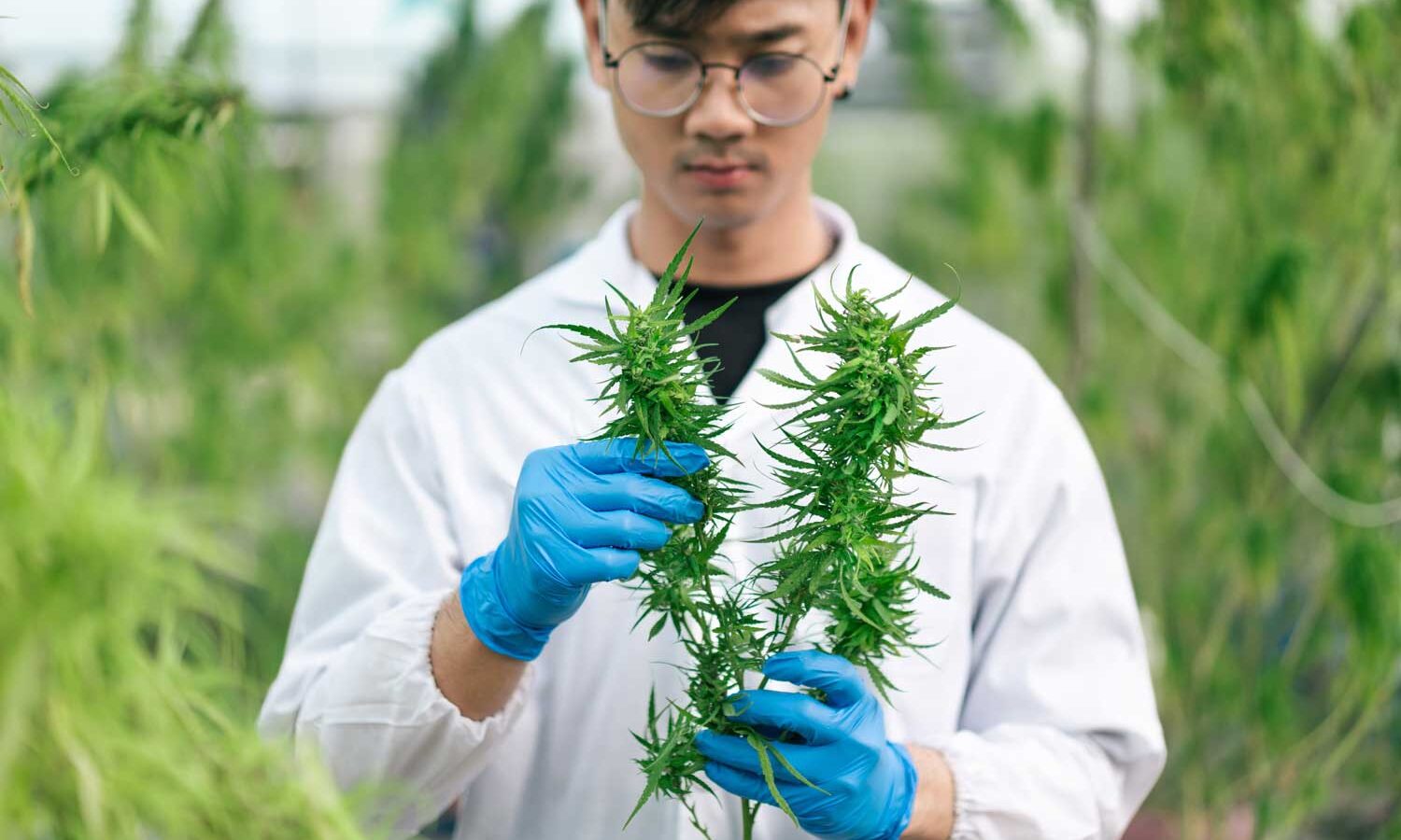 Cannabis cultivation specialist A person holding plants in his hands